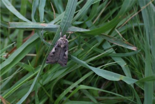 Xestia c-nigrum